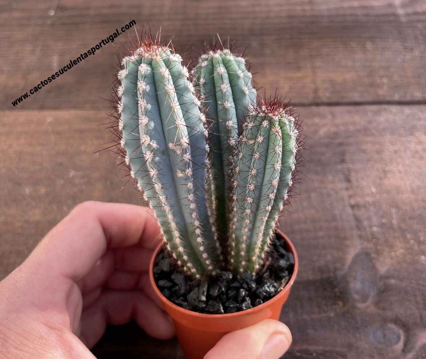 Pilosocereus azureocereus