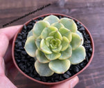 Sedeveria ‘Rolly’ f. variegata