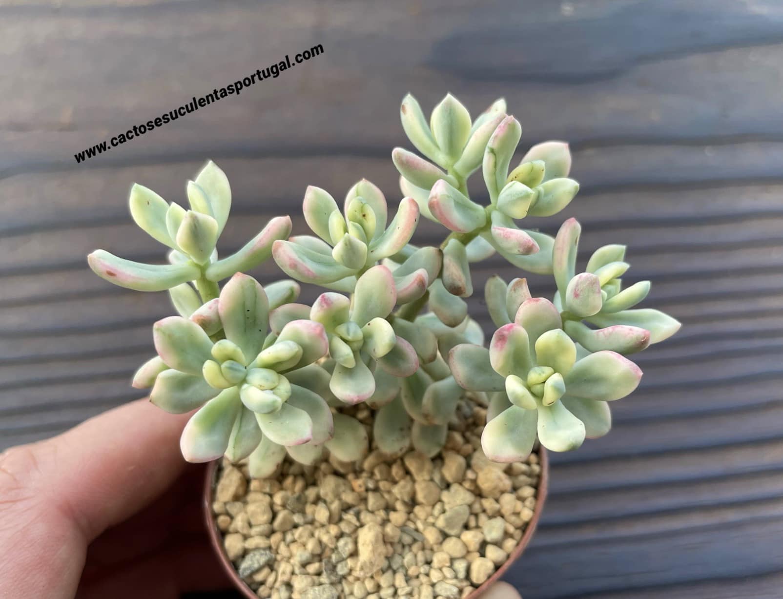 Sedum 'Jelly Bean Mickey' variegata