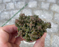 Sedum sthalii