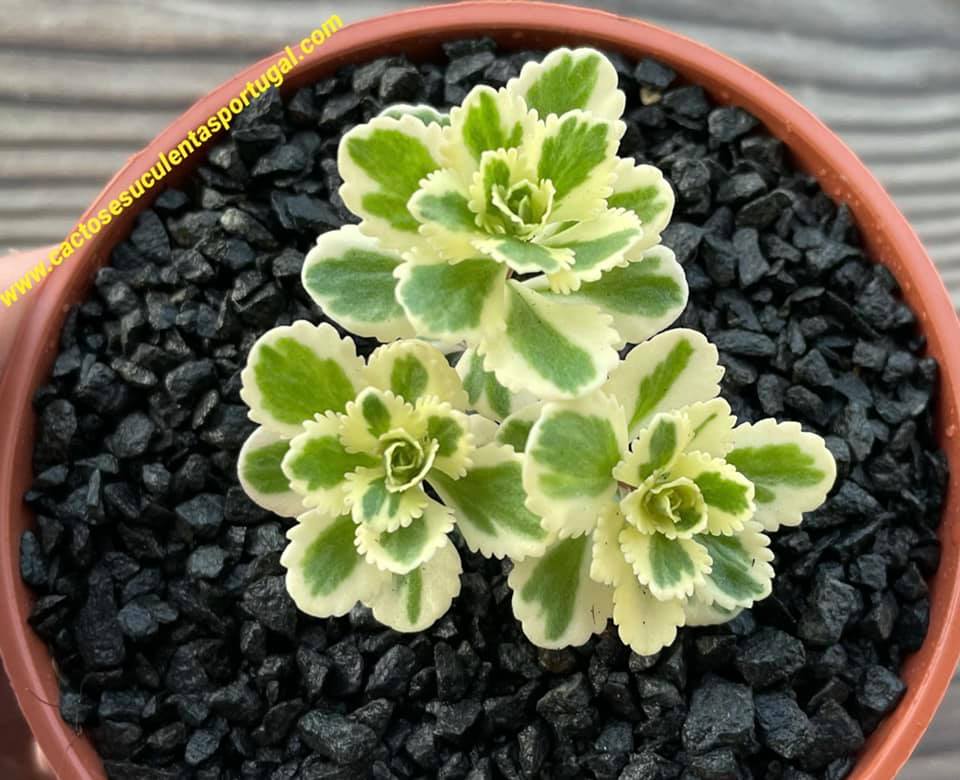 Sedum takesimense 'Atlantis'
