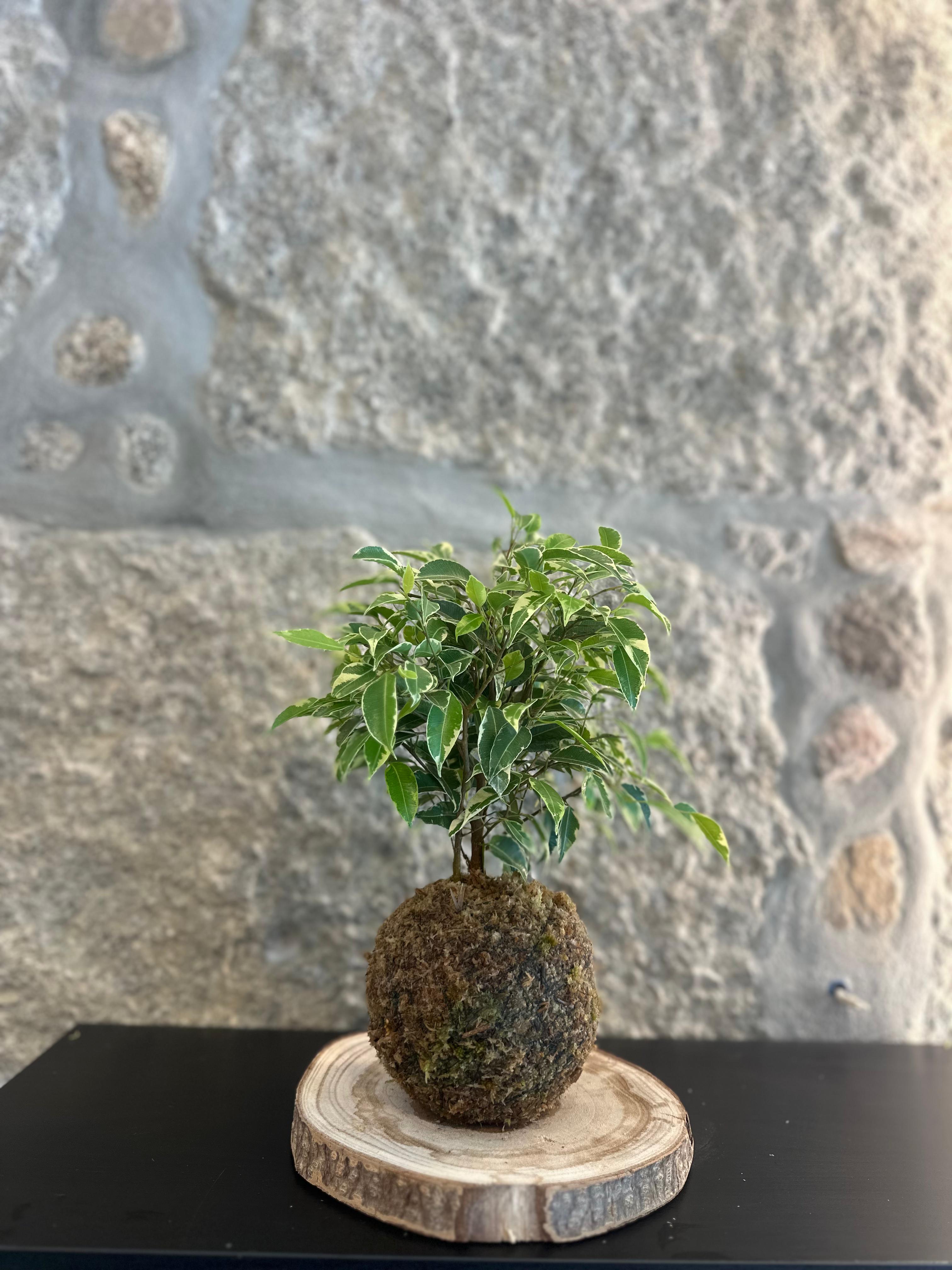 Kokedama – Ficus Kinky, 25 cm hoch.