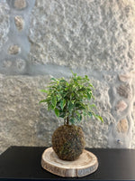 Kokedama - Ficus Kinky, 25 cm alt.