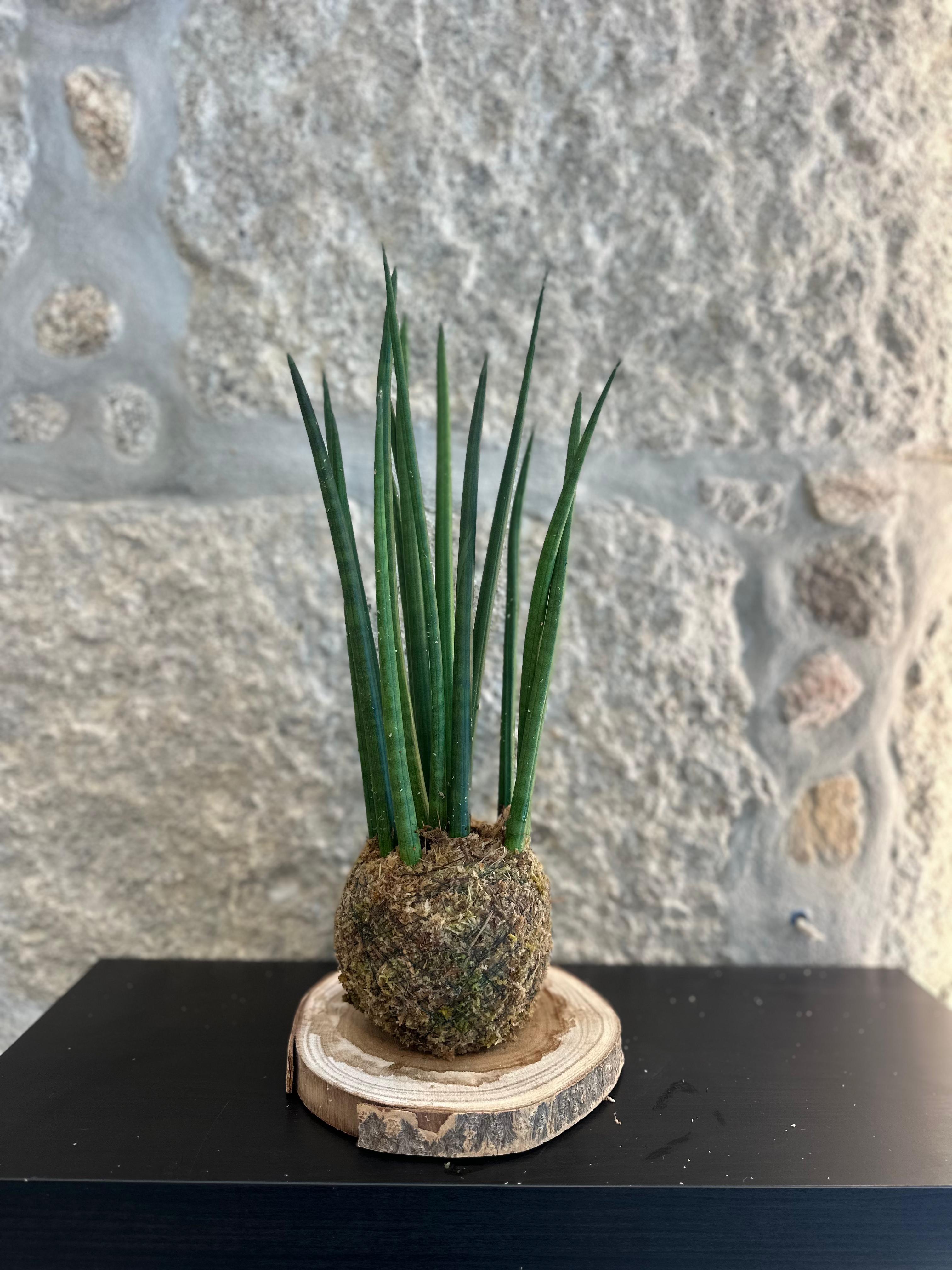 kokedama - sansevieria cylindrica