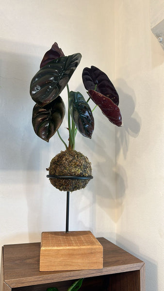 Kokedama - Alocasia Cuprea, 40 cm c/ Suporte de ferro com base de madeira (25 x 25 cm)