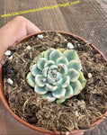 Echeveria minima variegata