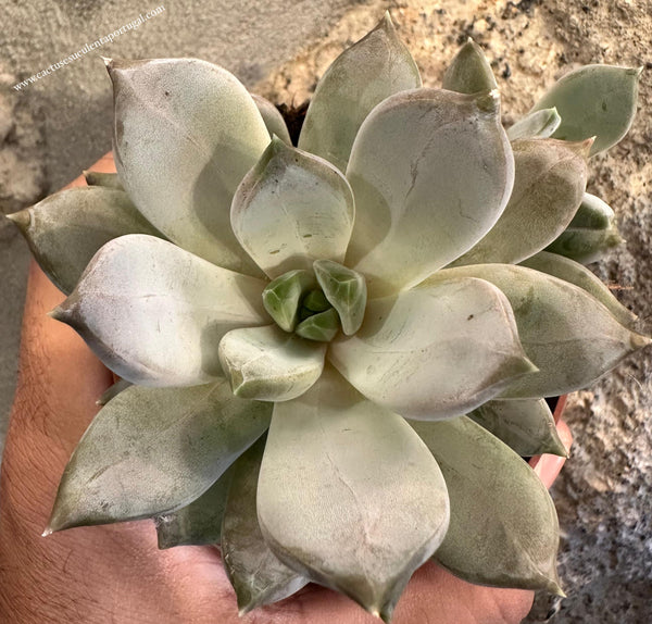 Pachyveria "Compassion"