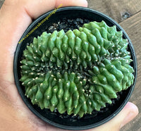 Gymnocalycium SPINELESS BRIDGE form. cristata