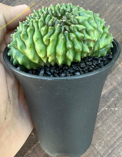 Gymnocalycium SPINELESS BRIDGE form. cristata