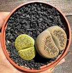 Lote de Lithops 3