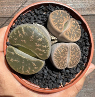 Lote de Lithops 5