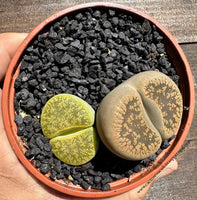 Lote de Lithops 3