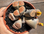 Lote de Lithops 4