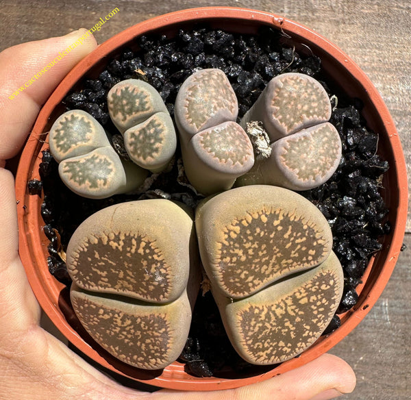 Lote de Lithops 2