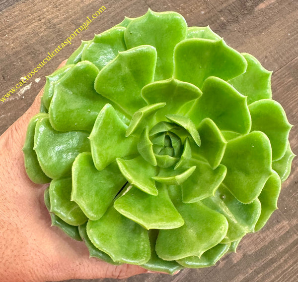 Echeveria Ramillete