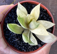 Haworthia cuspidata variegata