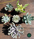 Suculentas em vaso de 8,5  1 Echeveria compton carousel 1 Kalanchoe laciniata form. variegata 1&nbsp;Senecio galpinii 1 Graptoveria Topsy Debbie - Cupid - Lilac Spoons  1&nbsp;Dudleya caespitosa  1 Echeveria 'Blue Curls'