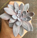 Graptoveria LuLu 