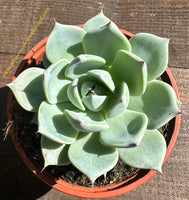 Echeveria colorata subs. lindsayana vaso 9cm