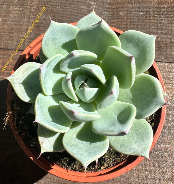 Echeveria colorata subs. lindsayana vaso 9cm