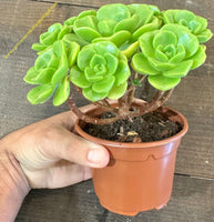 Aeonium Lily Pad