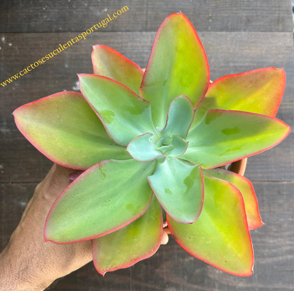 Echeveria Subrigida