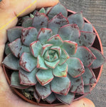 Echeveria Nacre