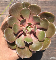 Echeveria agavoides 'Mont' / 'Zestar