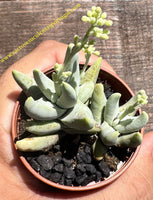 Crassula deceptor var. cornuta, vaso 8.5cm