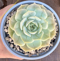 Echeveria Patricia