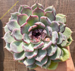 Echeveria " Black Rose"