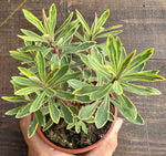 Euphorbia Ascot Rainbow