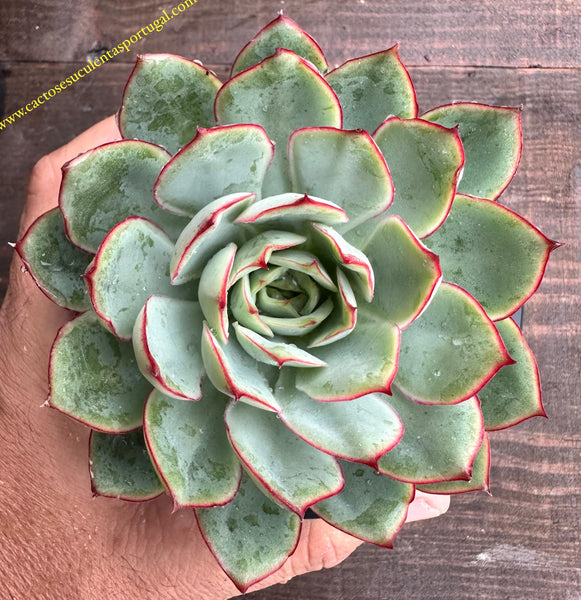 Echeveria pulidonis, lote 2024