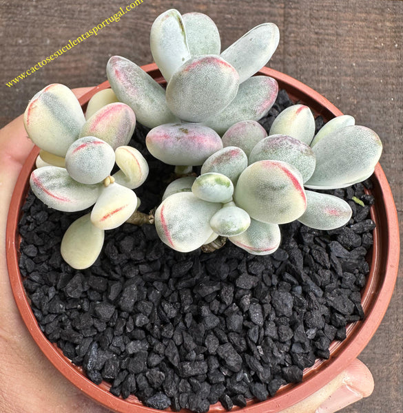 Cotyledon Orbiculata variegata