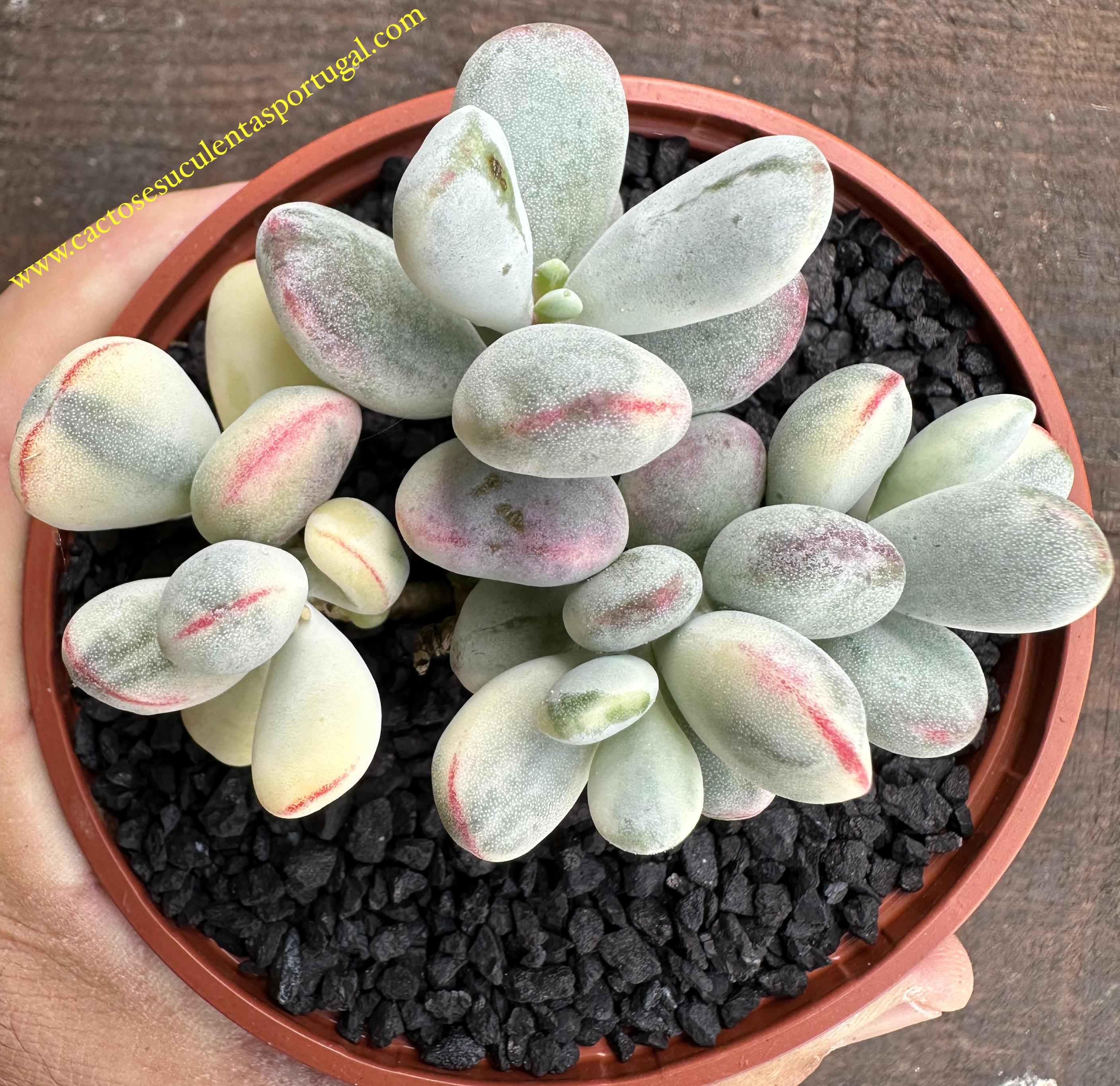 Cotyledon Orbiculata variegata