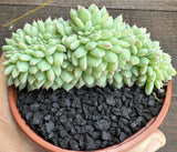 Echeveria cuspidata var. zaragozae f. crestata