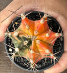 Gymnocalycium mihanovichii var. friedrichii varigated