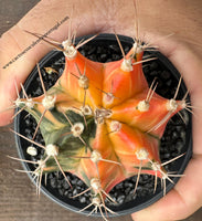 Gymnocalycium mihanovichii var. friedrichii varigated