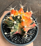 Gymnocalycium mihanovichii var. friedrichii varigated