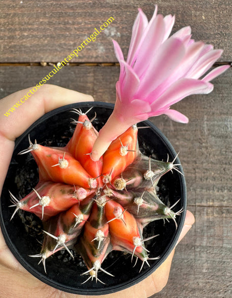 Gymnocalycium mihanovichii var. friedrichii f. varigated, vaso 8cm