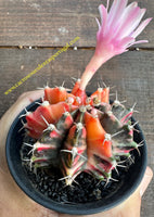 Gymnocalycium mihanovichii var. friedrichii varigated