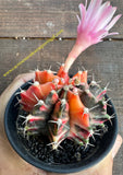 Gymnocalycium mihanovichii var. friedrichii varigated