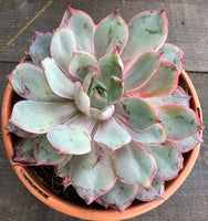 Echeveria "Hera"