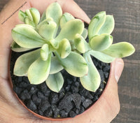 Sedum 'Jelly Bean Mickey' variegata