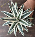 Agave victoriae-reginae "White Rhino"