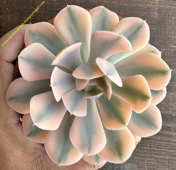 Echeveria Runyonii Variegata