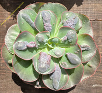 Echeveria Raindrops hibrida - Lote 2024