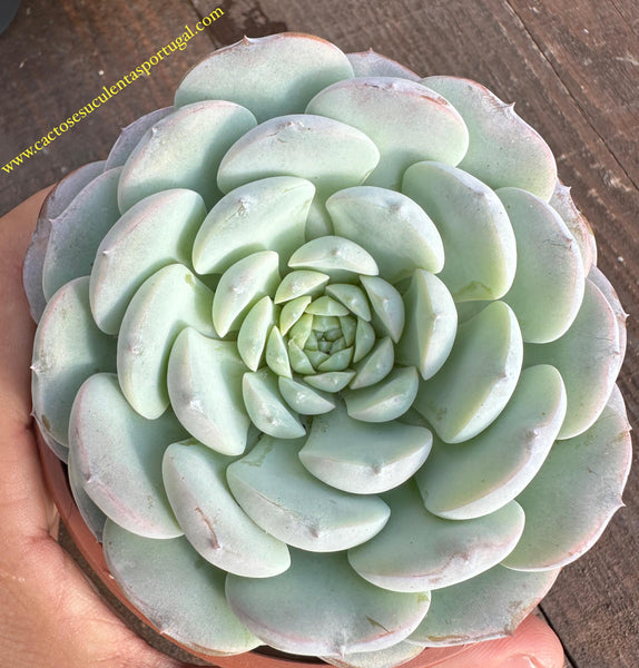 Echeveria Cocorete, Lote 2024
