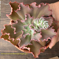 Echeveria carancula hibrida
