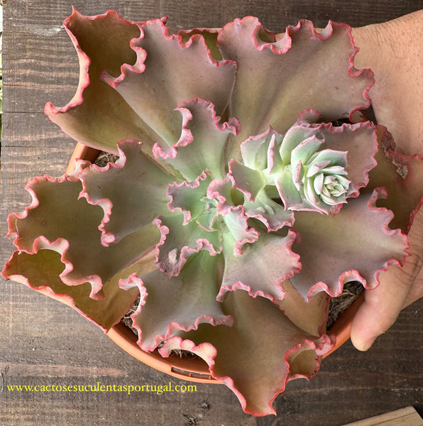 Echeveria carancula hibrida
